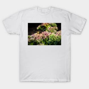 Bees On Sedum (Stonecrop) Flowers In The Garden T-Shirt